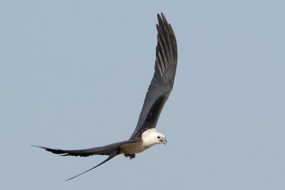 Swallow-tailed Kite