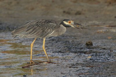 Yellow-crowned Night-Heron