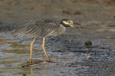 Yellow-crowned Night-Heron