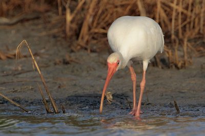 White Ibis