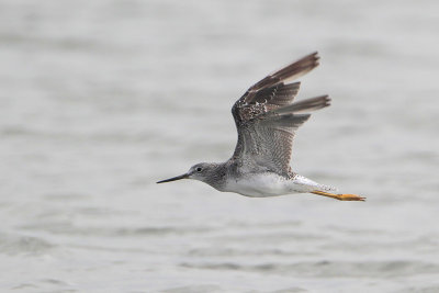 Greater Yellowlegs