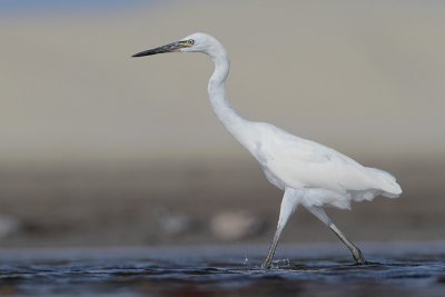 Reddish Egret