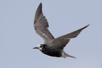 Black Tern