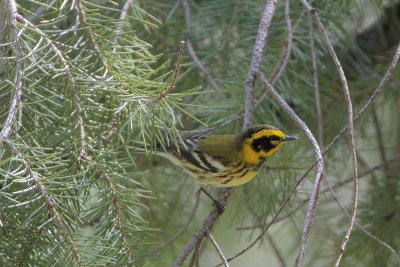 Townsend's Warbler