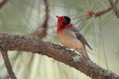 Red-faced Warbler