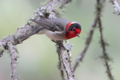 Red-faced Warbler