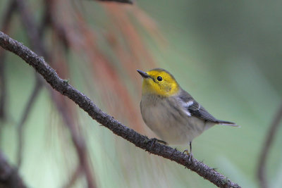 Hermit Warbler