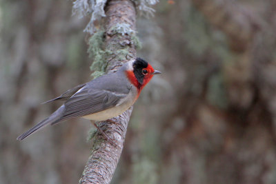 Red-faced Warbler