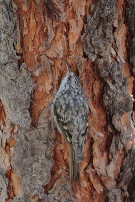 Brown Creeper