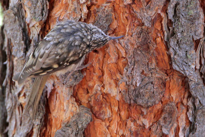 Brown Creeper