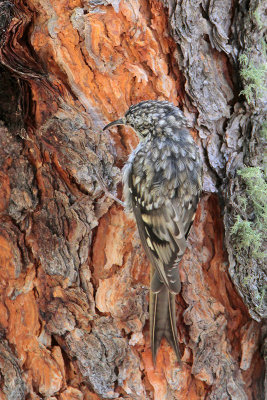 Brown Creeper