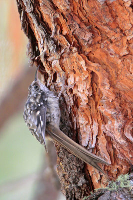 Brown Creeper