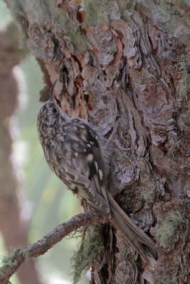 Brown Creeper