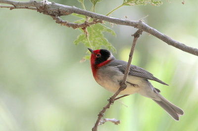 Red-faced Warbler