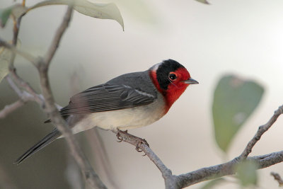 Red-faced Warbler