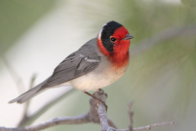 Red-faced Warbler