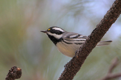 Black-throated Gray Warbler