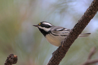 Black-throated Gray Warbler