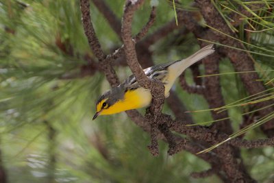 Grace's Warbler