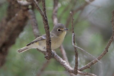 Plumbeous Vireo