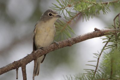 Plumbeous Vireo