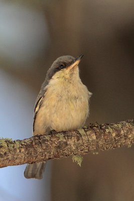 Pygmy Nuthatch