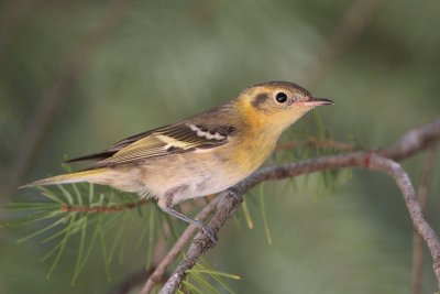 Olive Warbler