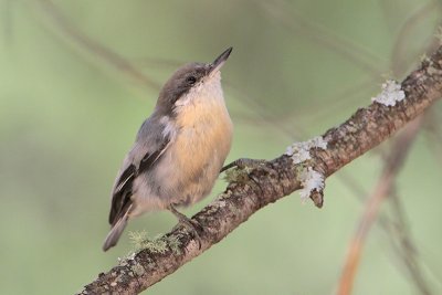 Pygmy Nuthatch