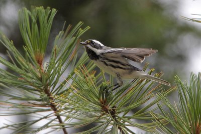 Black-throated Gray Warbler