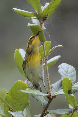 Townsend's Warbler