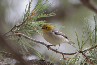 Hermit Warbler