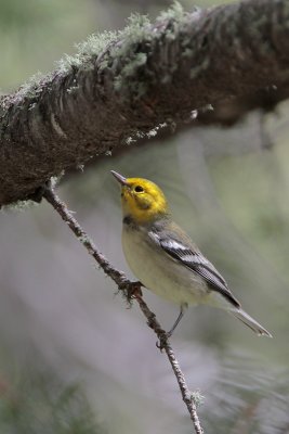 Hermit Warbler