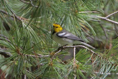 Hermit Warbler