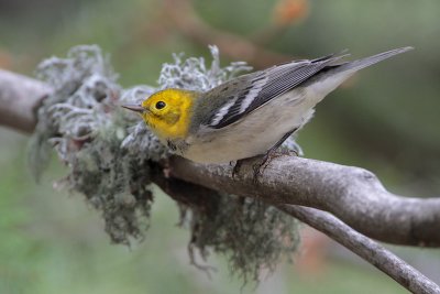 Hermit Warbler