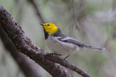 Hermit Warbler