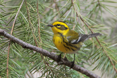 Townsend's Warbler