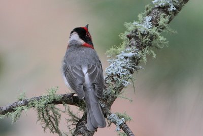 Red-faced Warbler