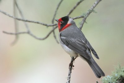 Red-faced Warbler