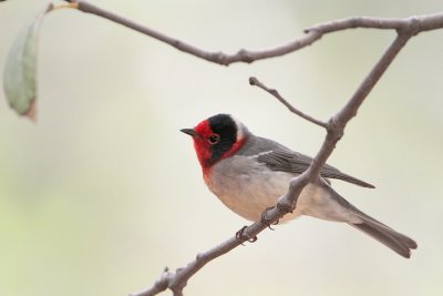 Red-faced Warbler