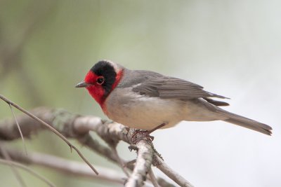 Red-faced Warbler