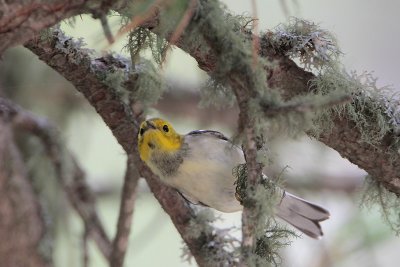 Hermit Warbler