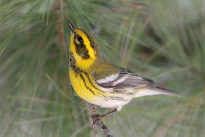 Townsend's Warbler