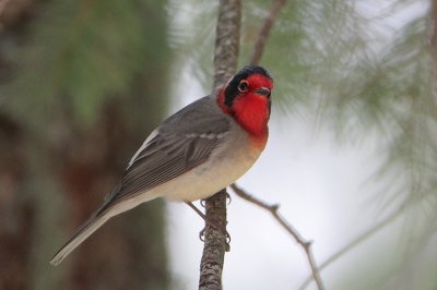 Red-faced Warbler