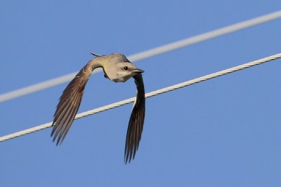 Western Kingbird