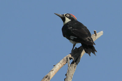 Acorn Woodpecker