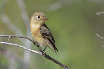 Buff-bellied Flycatcher