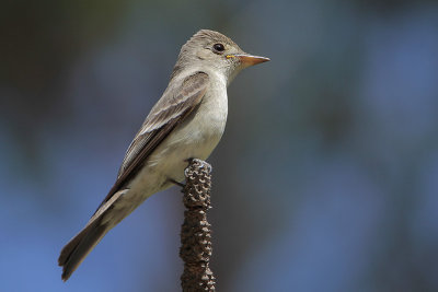 Western Wood-Pewee