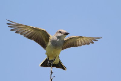 Western Kingbird