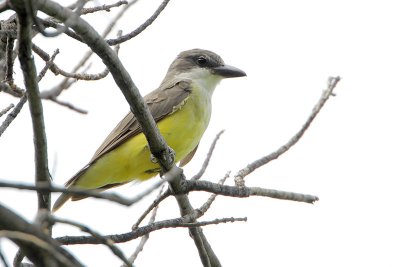 Thick-billed Kingbird