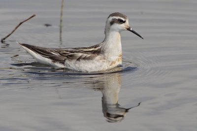 Red-necked Phalarope